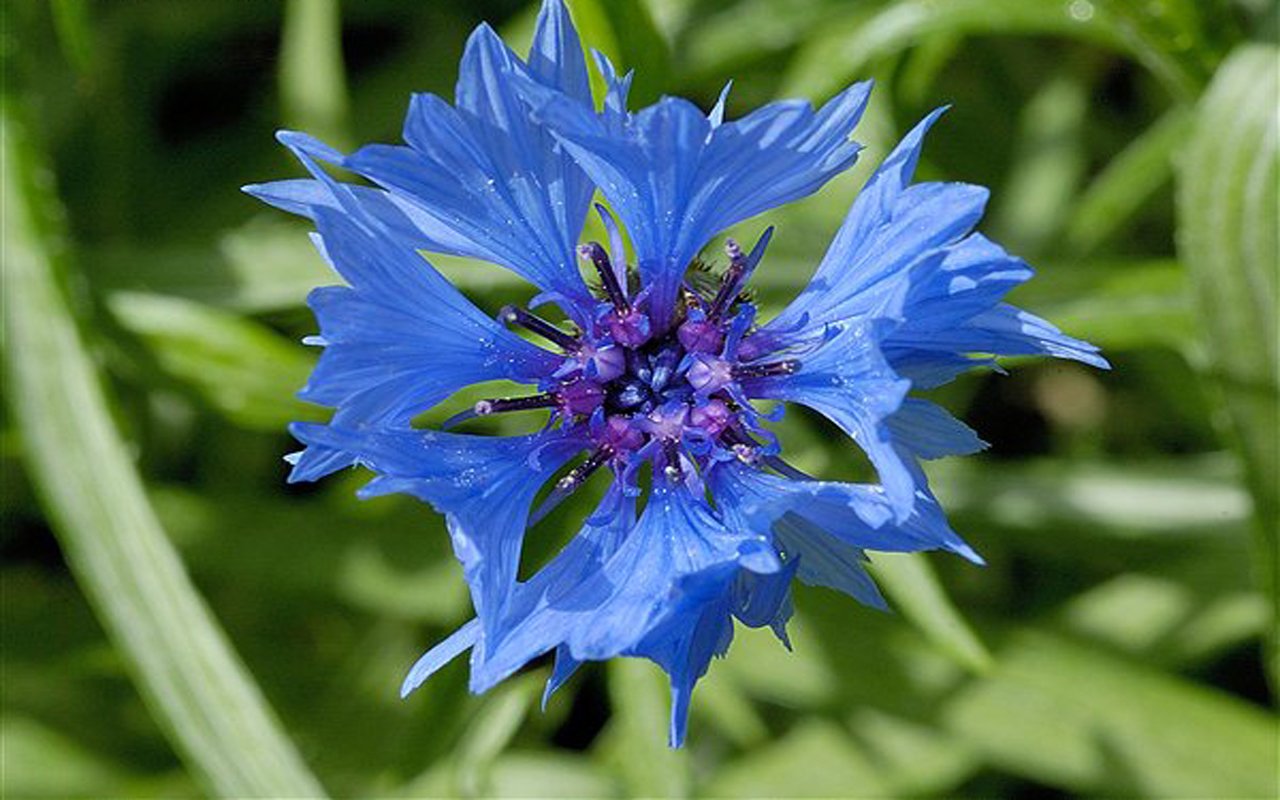 A vibrant blue flower blooms amidst lush green foliage, showcasing intricate petals and a striking center, embodying the beauty of nature.