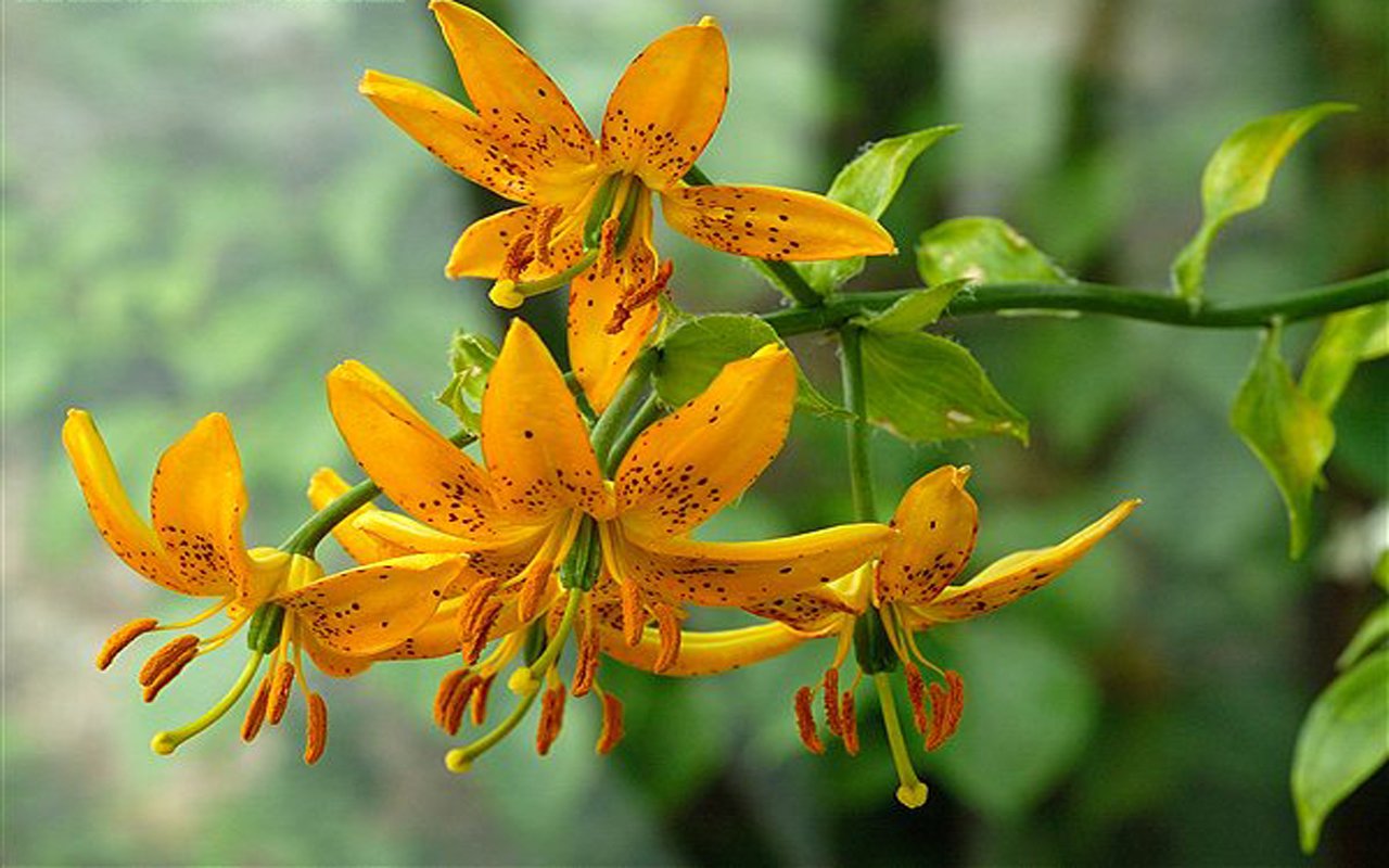  Lilium Hansonii