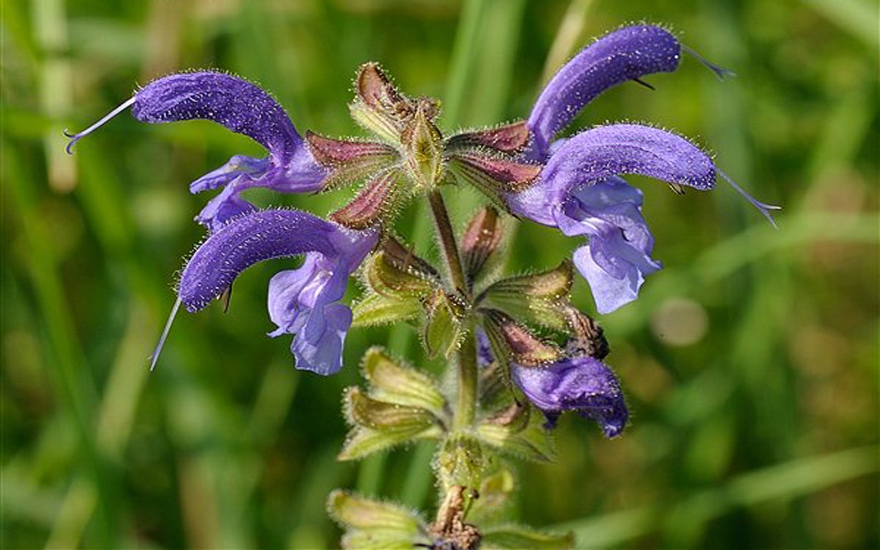 Close-up of vibrant purple flowers in nature, showcasing delicate petals and fine details against a blurred green background.