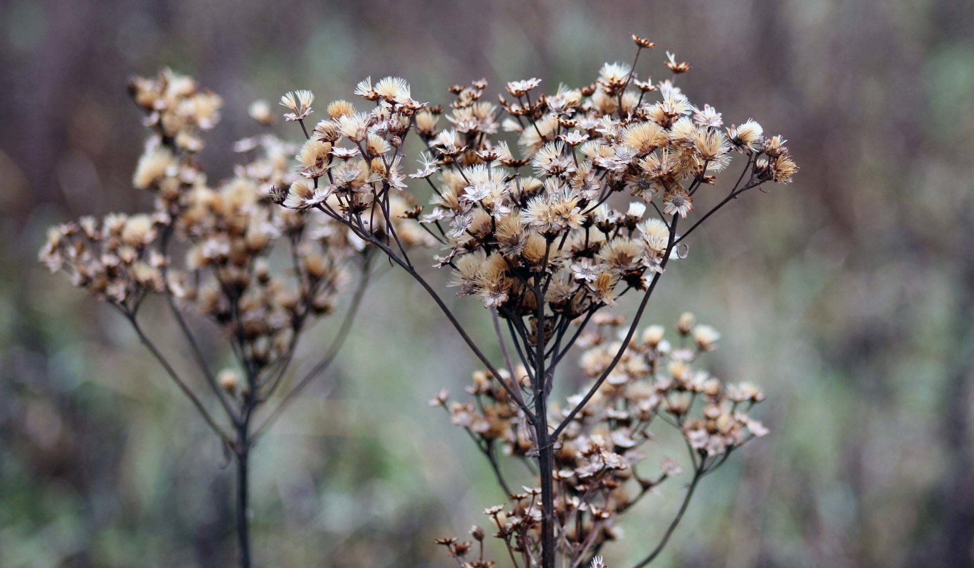  Natures Winter Bouquet