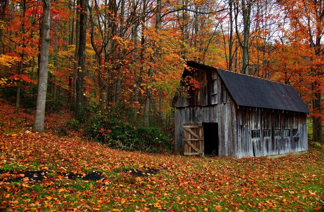 A rustic barn stands amidst vibrant autumn foliage, surrounded by trees displaying shades of orange and yellow. Leaves blanket the ground, enhancing the serene, natural setting.