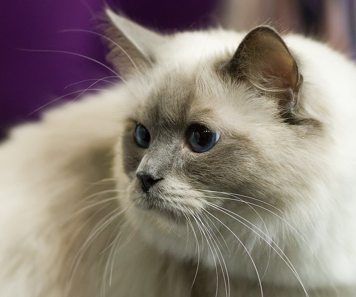  Cat Show: Form by Tomi Tapio