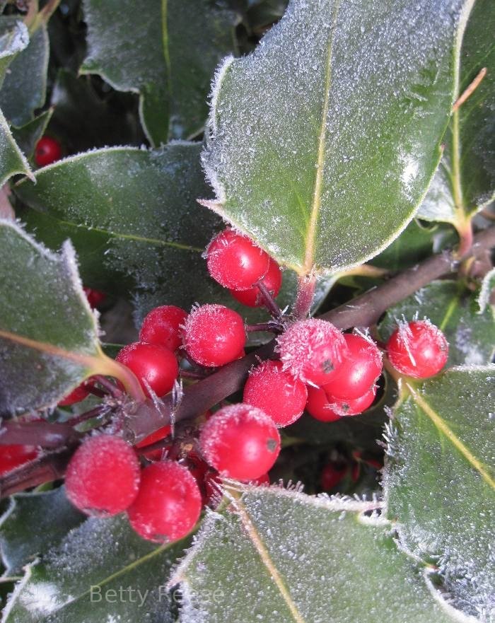  Hoarfrost on Holly