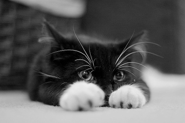 A close-up image of a black and white cat with large eyes and prominent whiskers, playfully stretched out on a soft surface. The background is softly blurred to emphasize the cat.