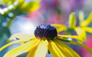 Preview Image 264727