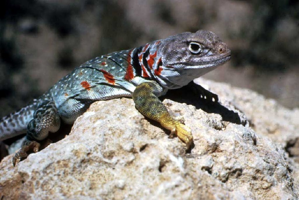 Lizard Picture