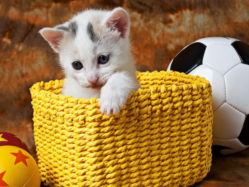 stuffed kittens in a basket
