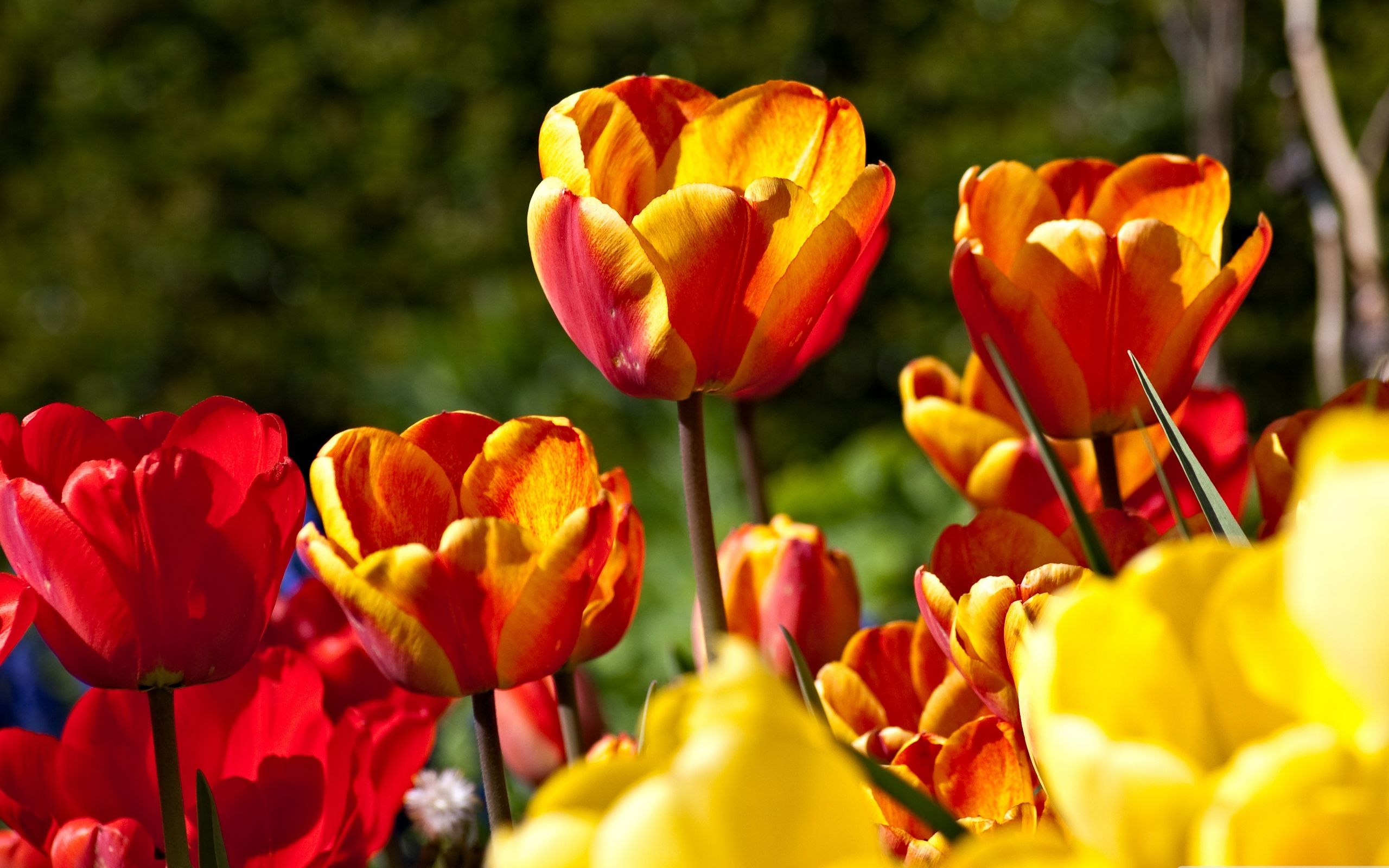 Multi Colored Tulips Image Abyss