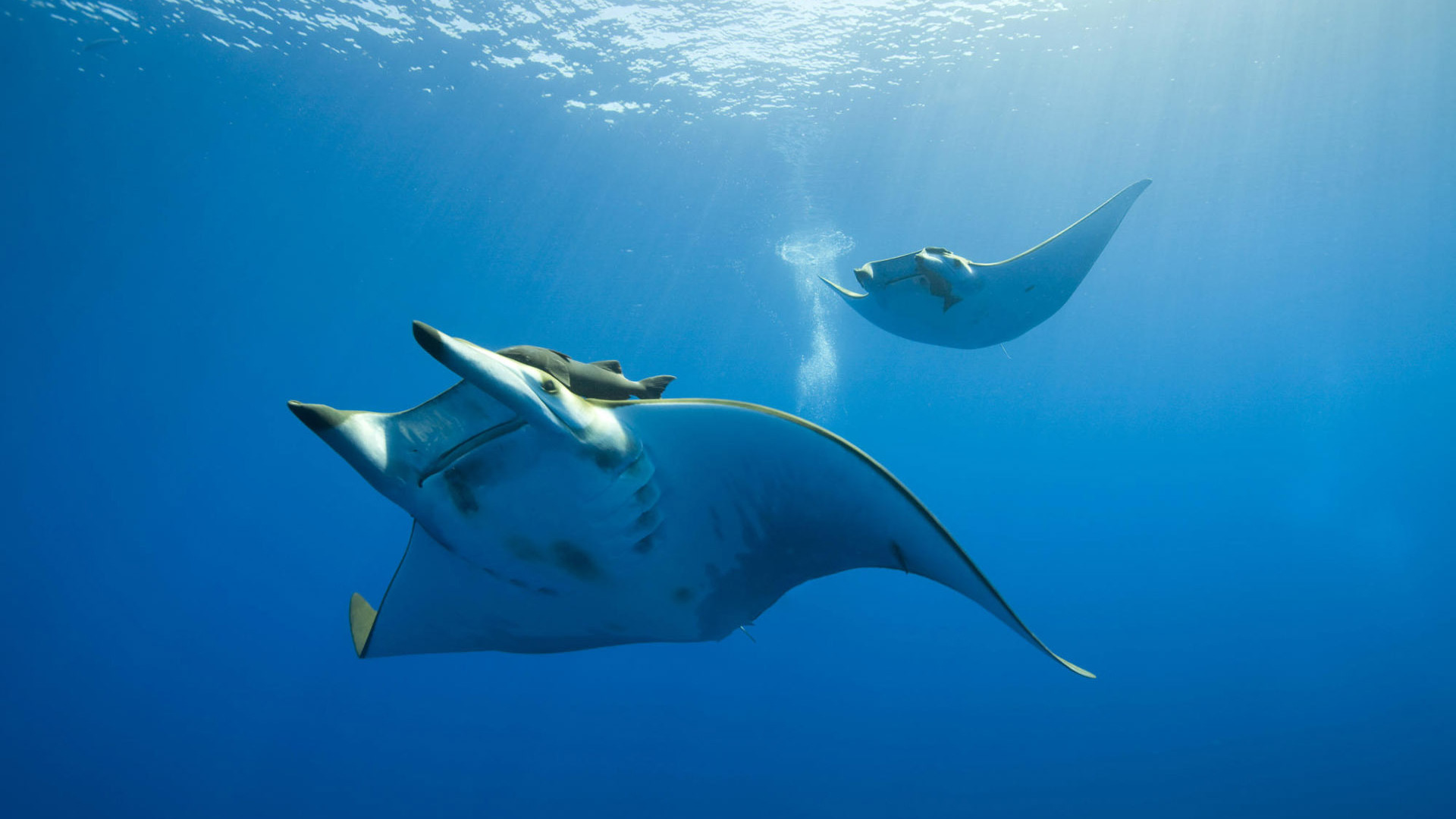 Manta Ray Picture