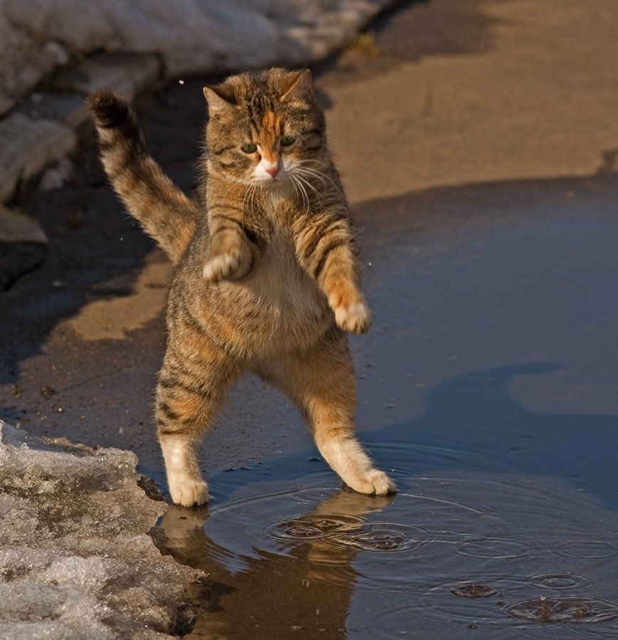 Playful Cat Splashing in a Puddle
