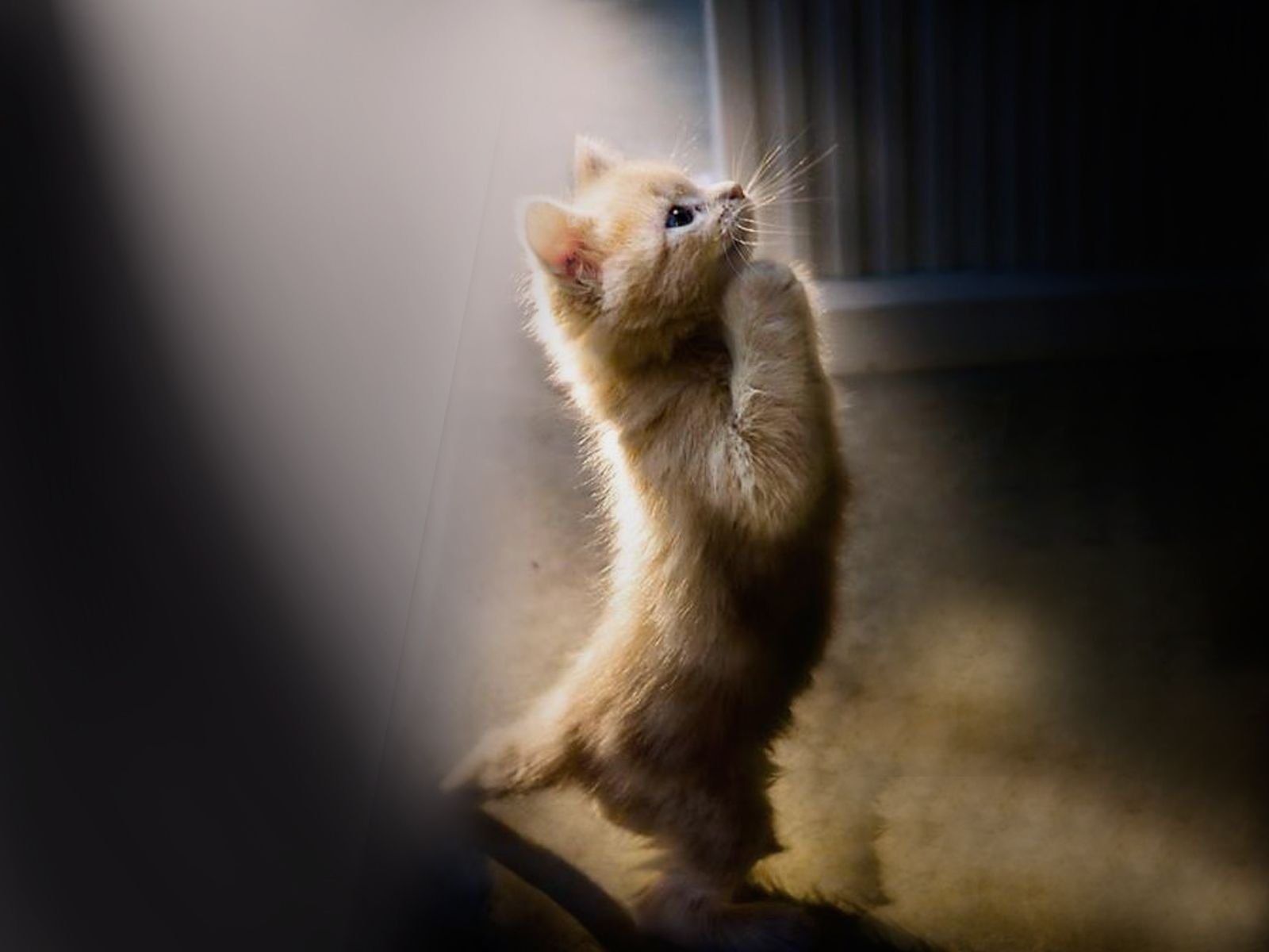 A curious cat stands on its hind legs, reaching up with a playful expression, illuminated by soft light in a cozy indoor setting.