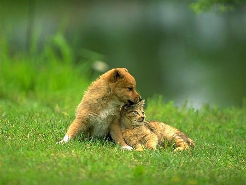 A playful puppy gently nuzzles a relaxed kitten while lounging on the green grass, showcasing the bond between a cat and dog in a serene outdoor setting.