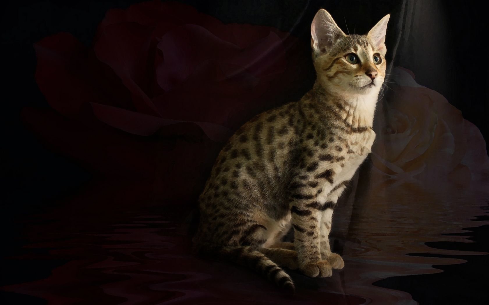 A spotted cat sits elegantly against a dark background, gazing upward with curiosity, surrounded by soft hues of a rose.
