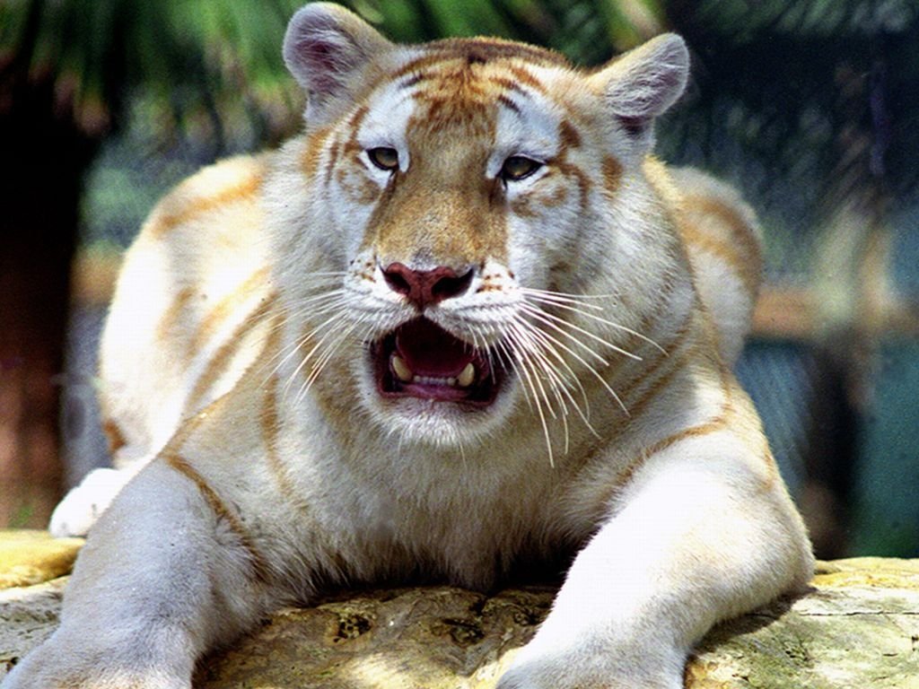 A close-up of a white tiger lounging on a rocky surface, with its mouth open and eyes focused, surrounded by lush greenery in the background.