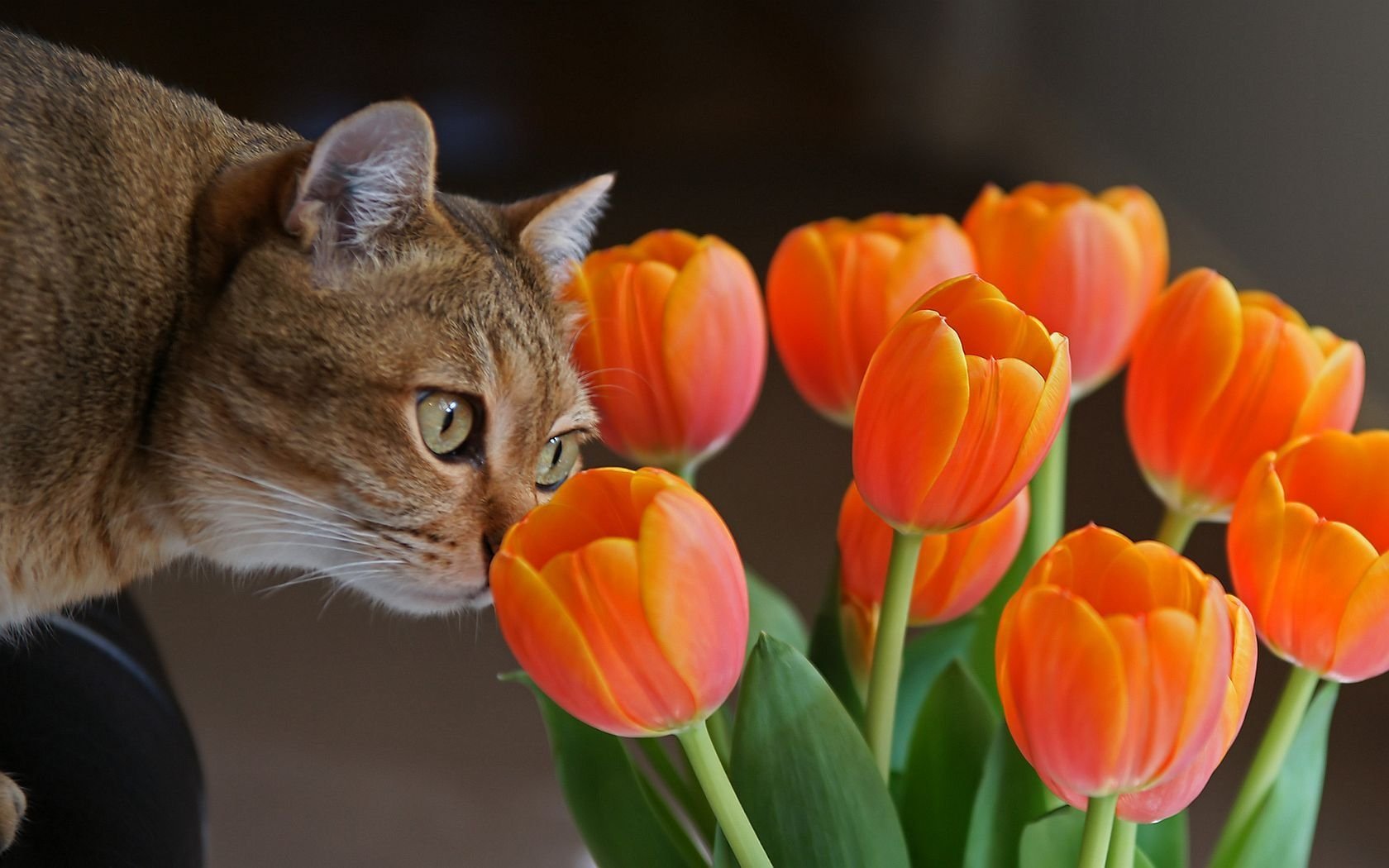 Hmmm...Tulips Image ID 265096 Image Abyss