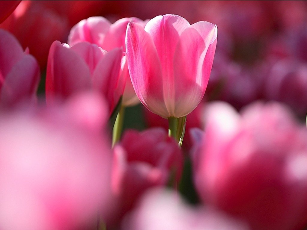 A vibrant pink tulip stands out among a sea of pink tulips, showcasing the beauty of nature in full bloom.