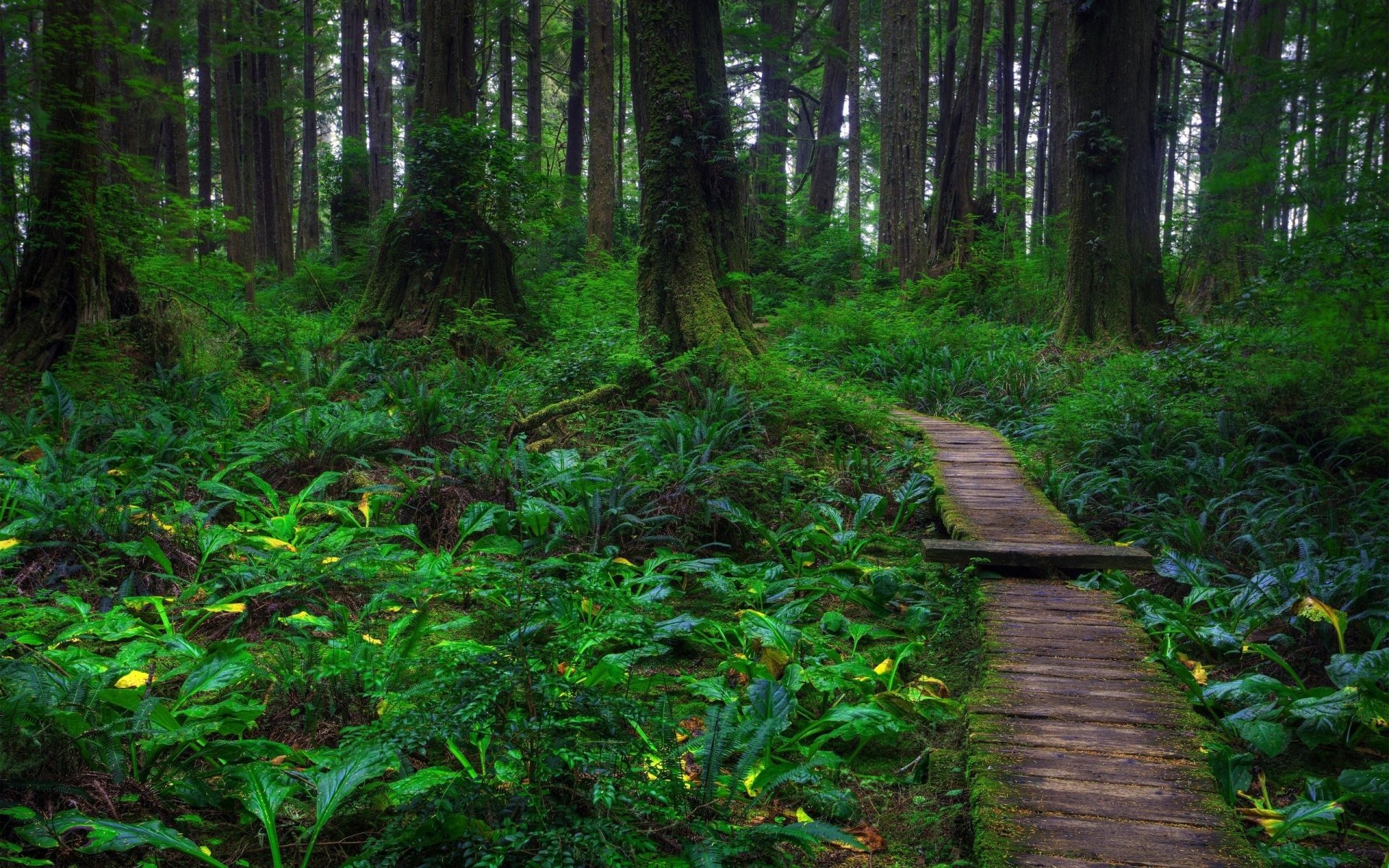 Serenity in the Heart of the Forest
