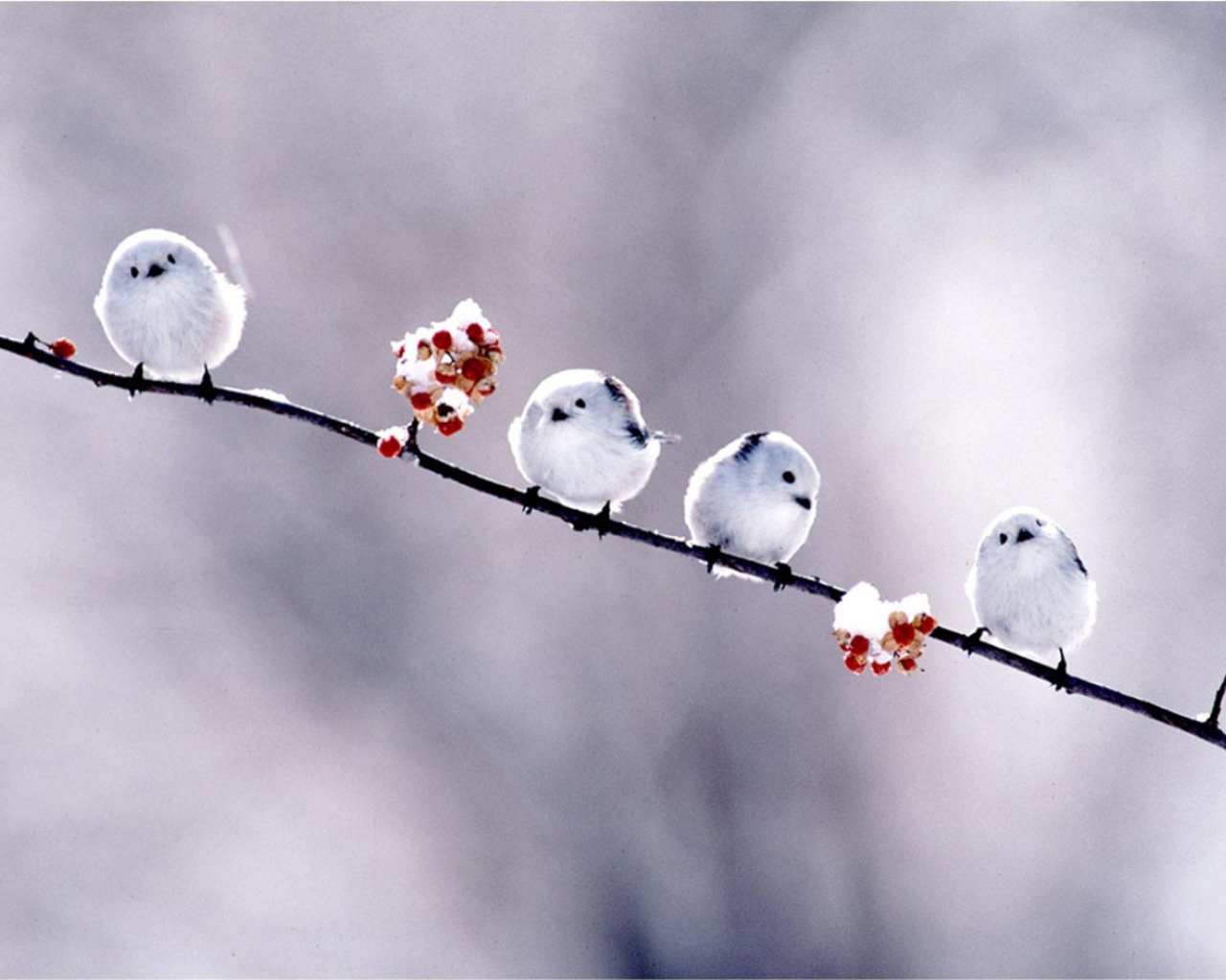 Four small, fluffy birds perch on a snow-covered branch with vibrant red berries, set against a soft, blurred winter background.