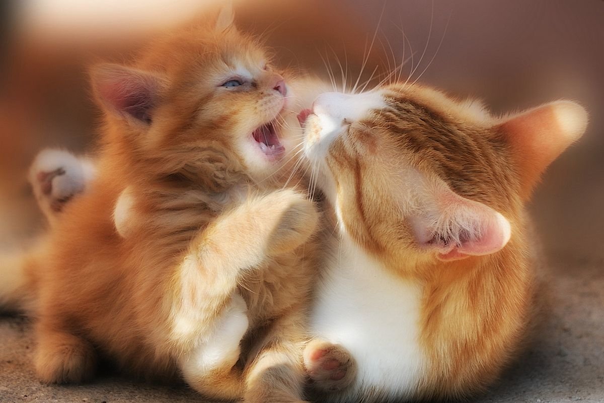 Cute Kittens: A Heartwarming Moment Between Mother and Kitten