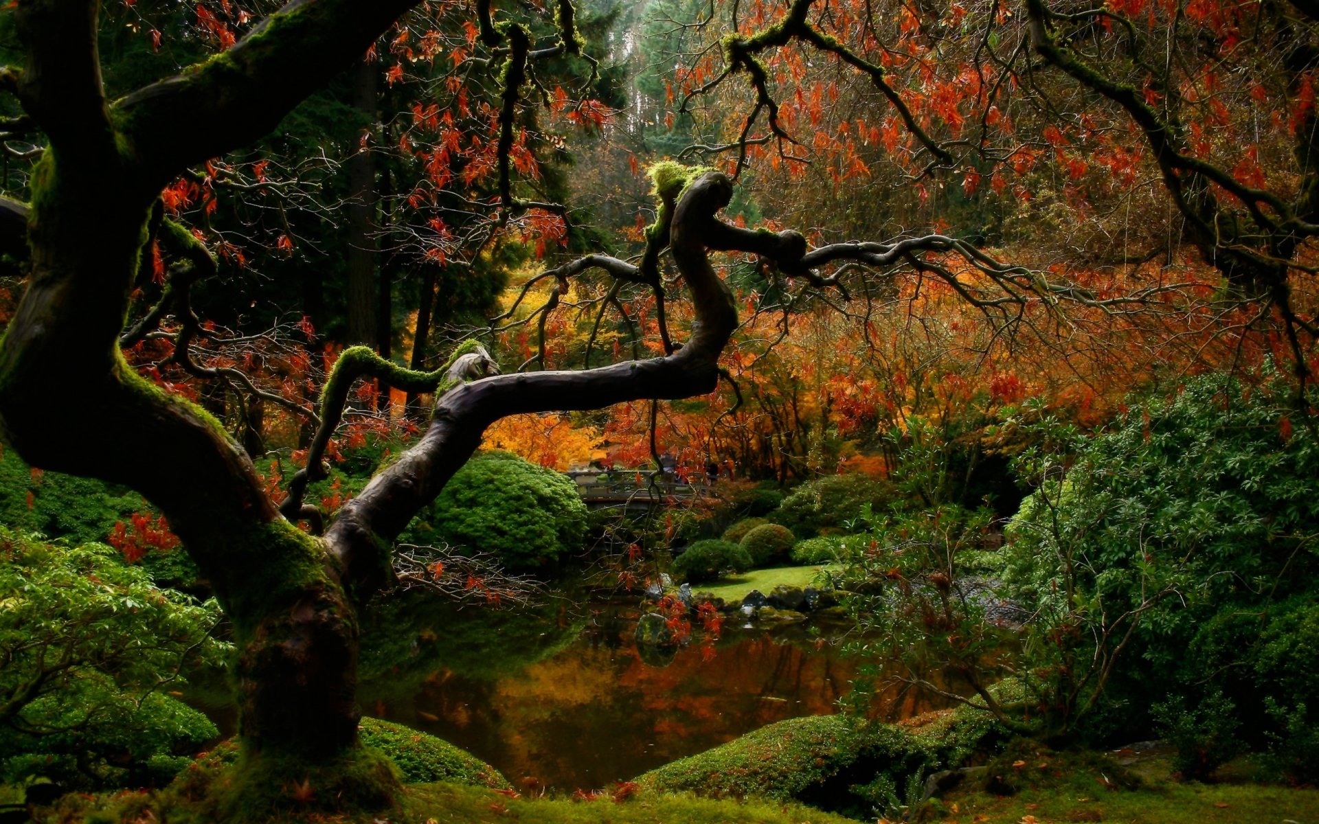A serene park scene with a gnarled tree branch, vibrant autumn foliage, and a tranquil pond, capturing the beauty of nature in a lush, colorful setting.