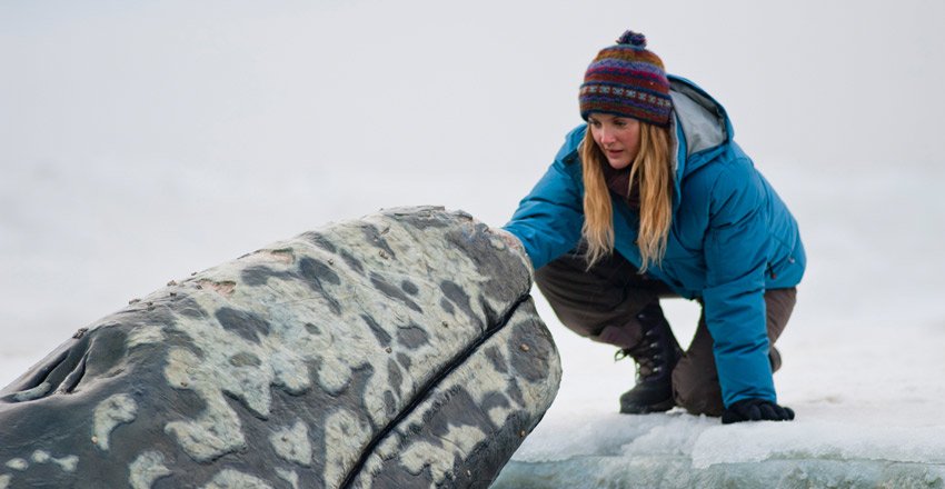movie the big miracle Image