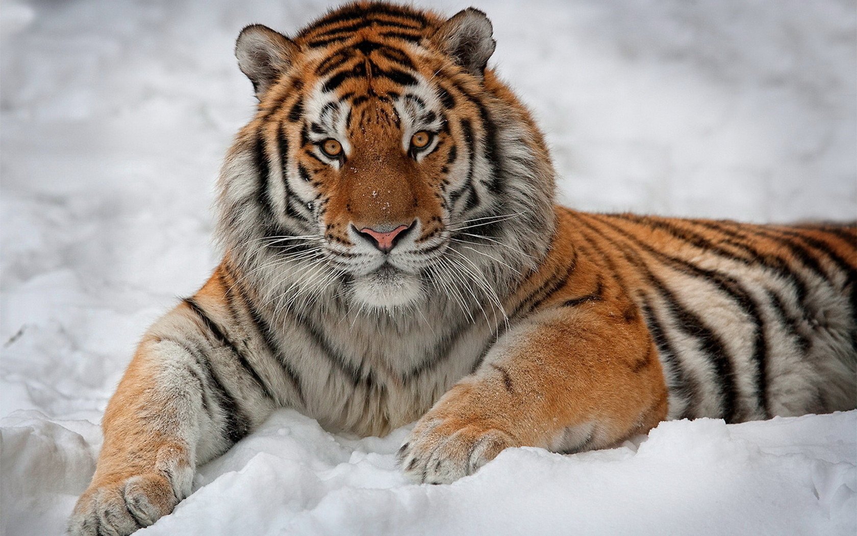 Majestic Tiger in a Winter Wonderland