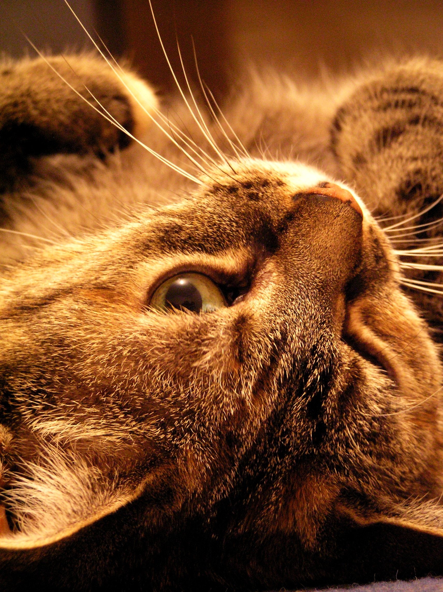 Cat Image - ID: 265500 - Image Abyss