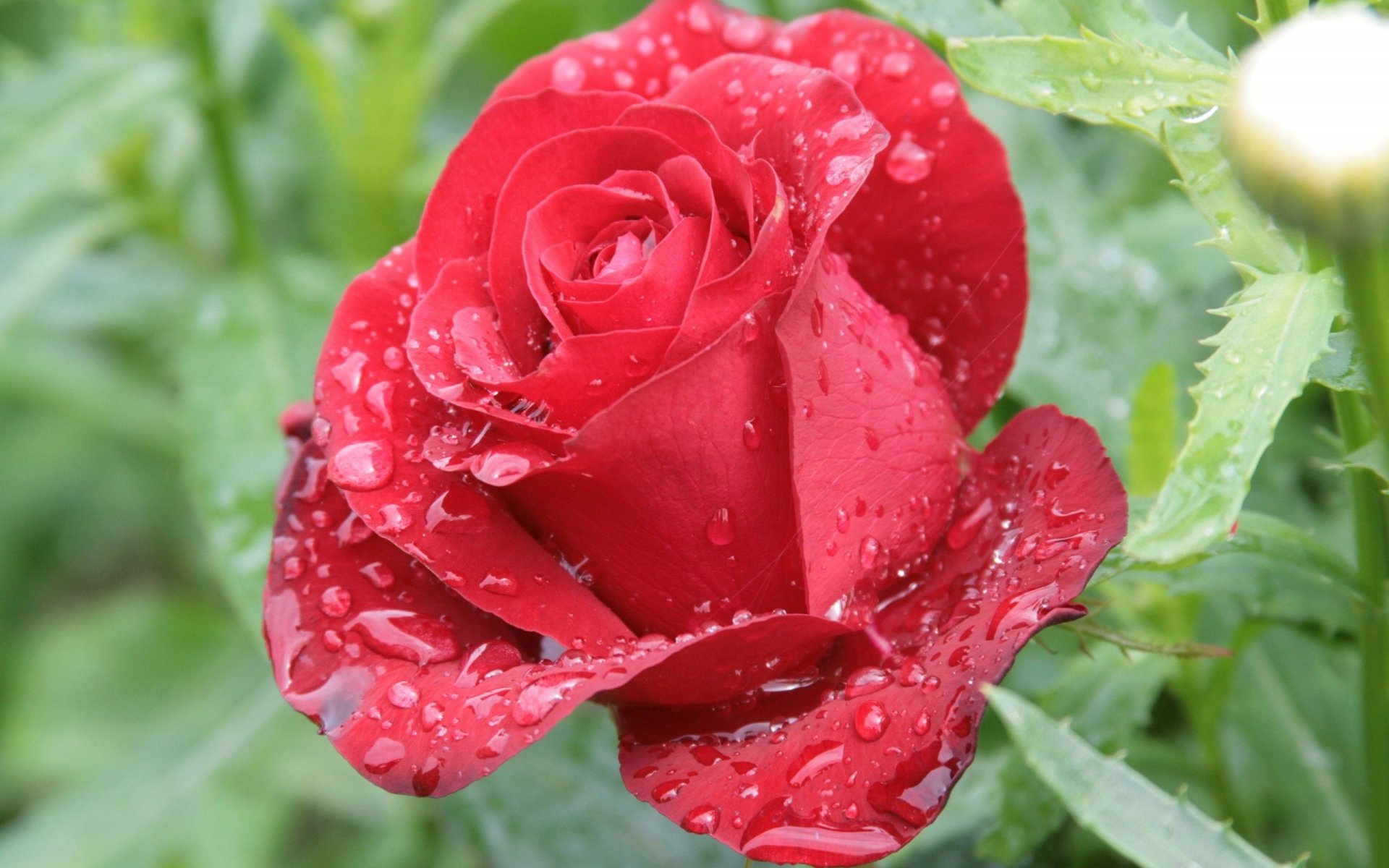 A vibrant red rose glistens with droplets of water, surrounded by lush green foliage, showcasing the beauty of nature in full bloom.