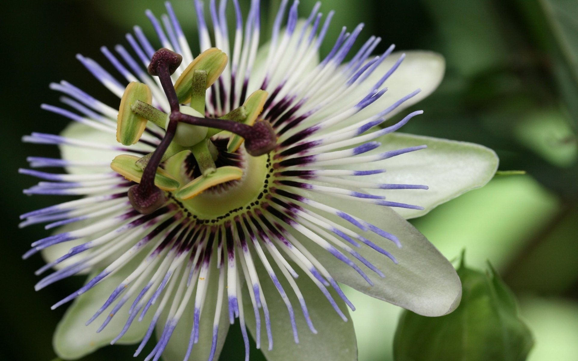 flower nature passion flower Image