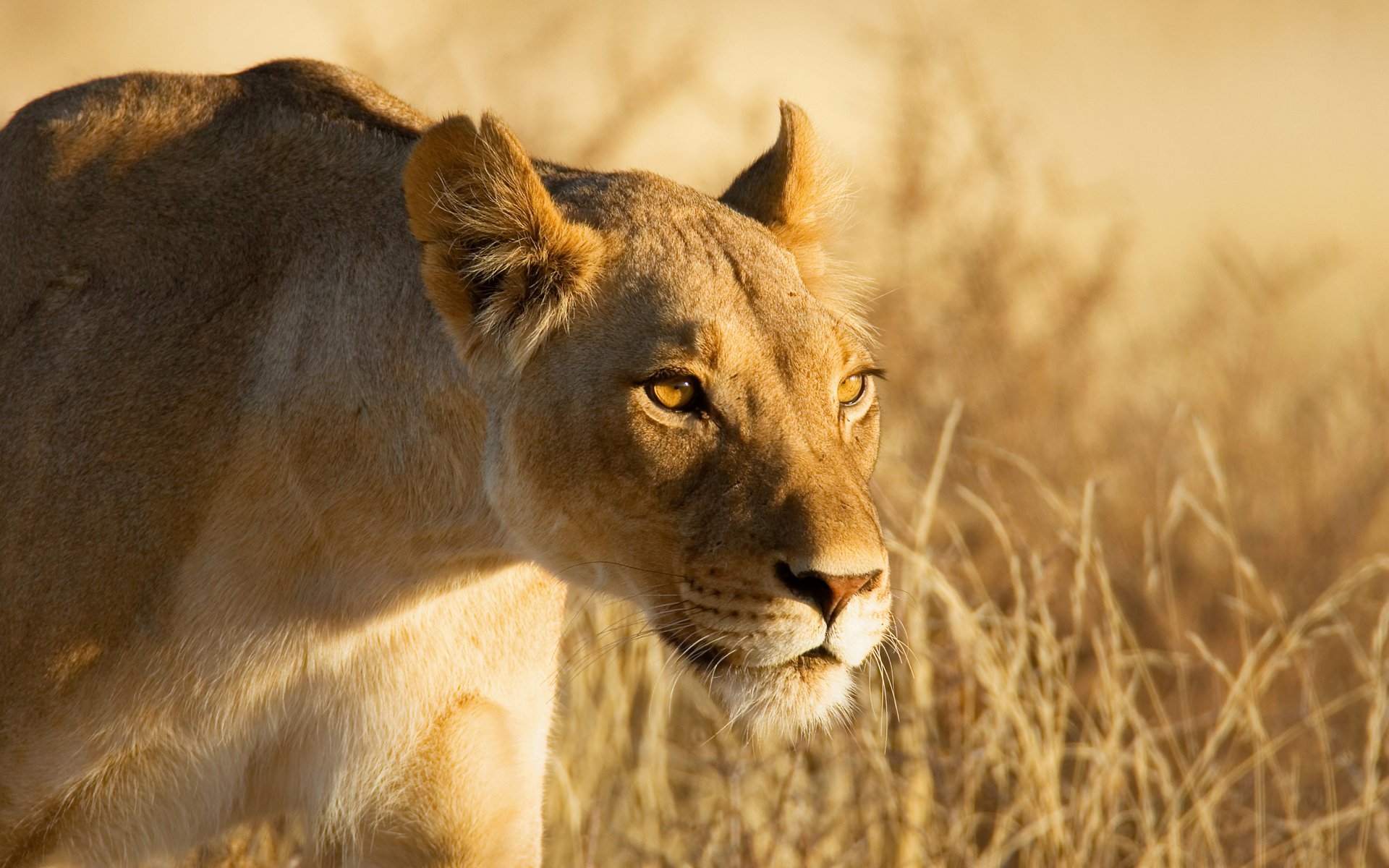 A lioness stands alert in dry grass, her focused gaze capturing the strength and beauty of this majestic animal in its natural habitat.