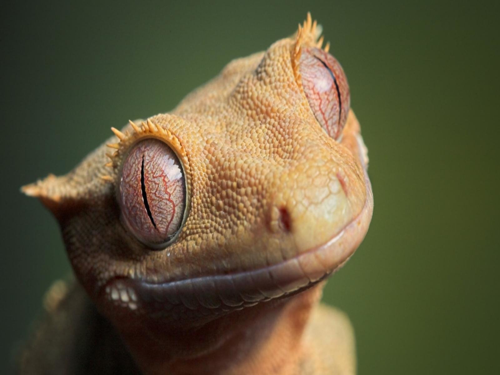 Animal gecko Image