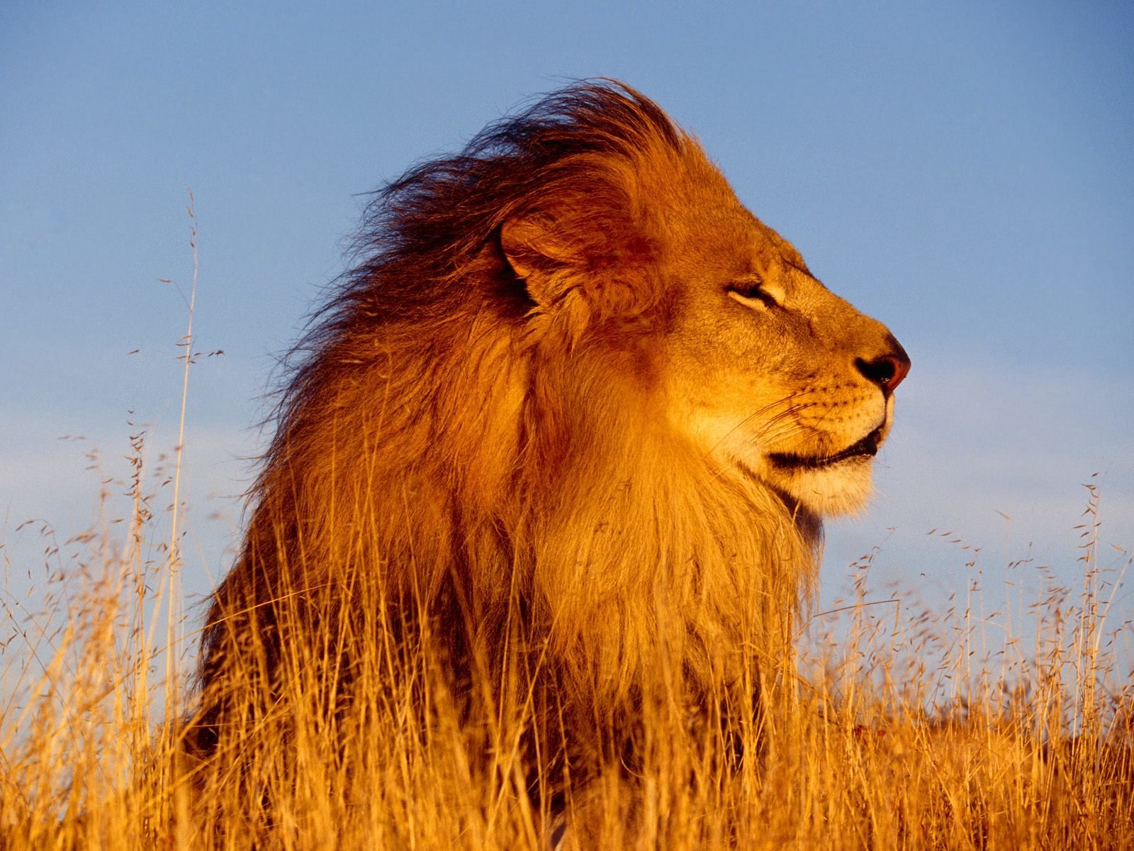 A majestic lion gazes into the distance, its mane glowing in the golden light against a clear blue sky, surrounded by tall grass.
