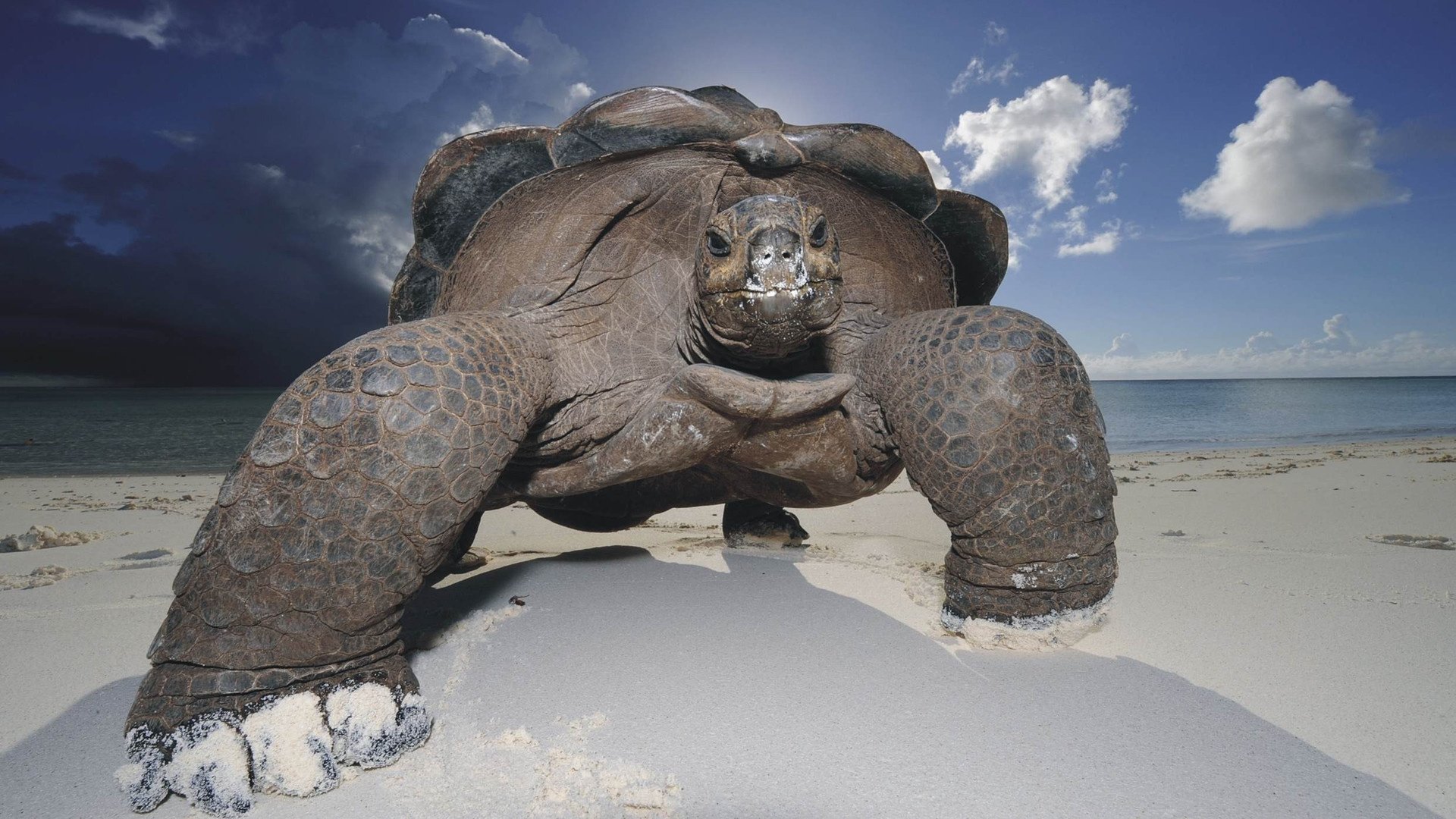 Animal tortoise Image