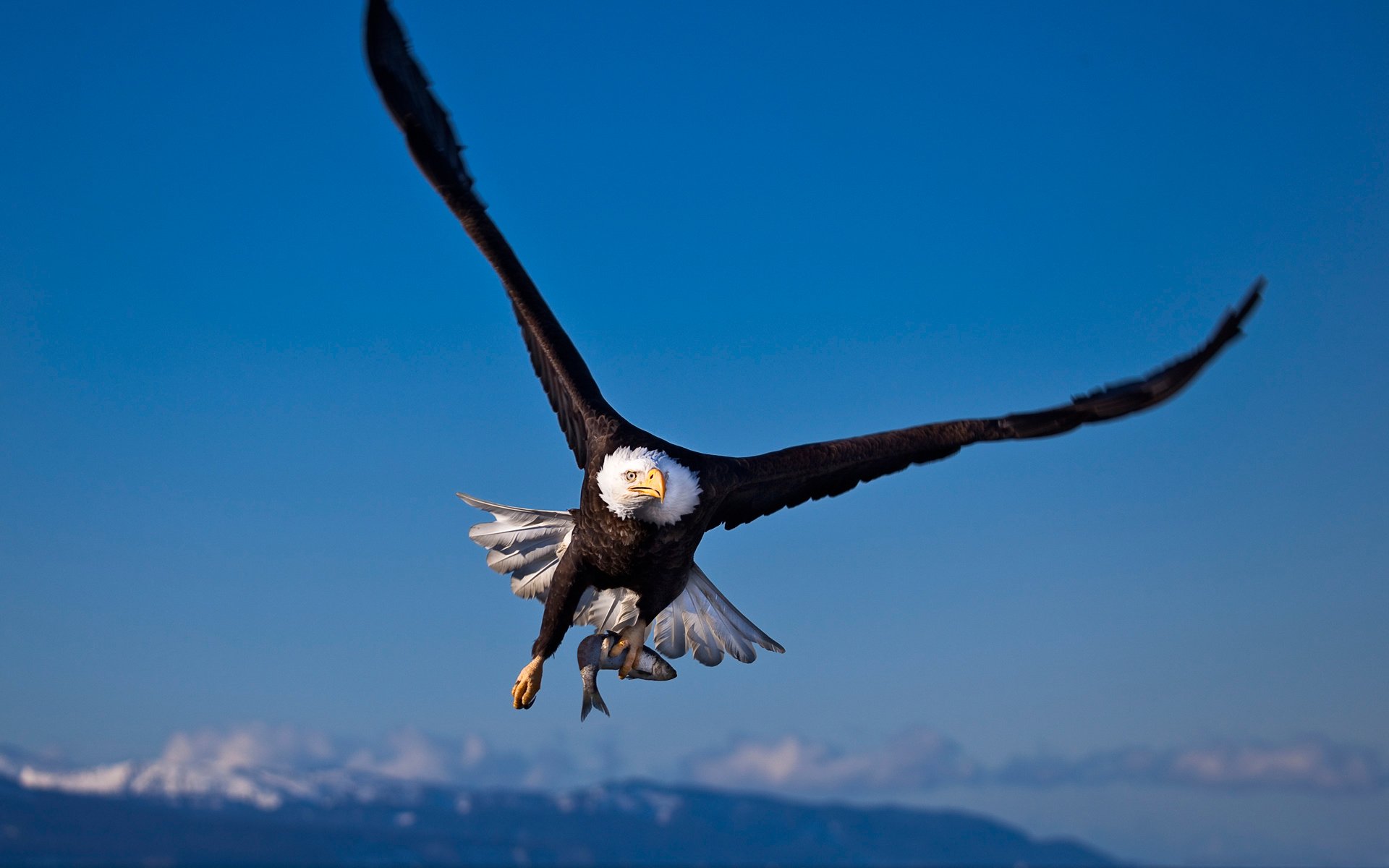 A majestic bald eagle soars through a clear blue sky, its wings outstretched and talons visible, showcasing its strength and grace against a mountainous backdrop.