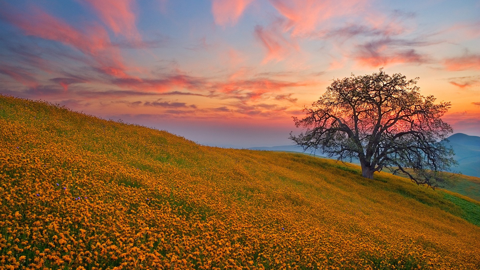 A scenic landscape featuring a vibrant field of yellow flowers, rolling hills, and a solitary tree under a colorful sunset sky. Nature's beauty is on full display.