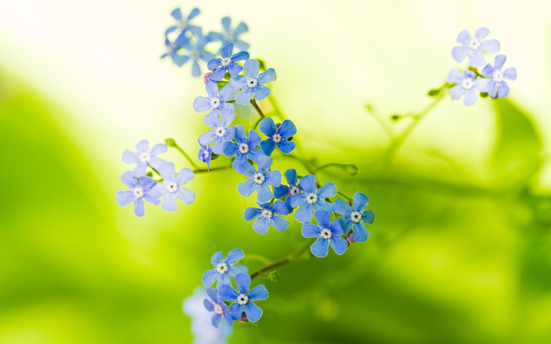 Delicate blue forget-me-not blooms clustered on stems, photographed close-up against a soft, sunlit green natural background.