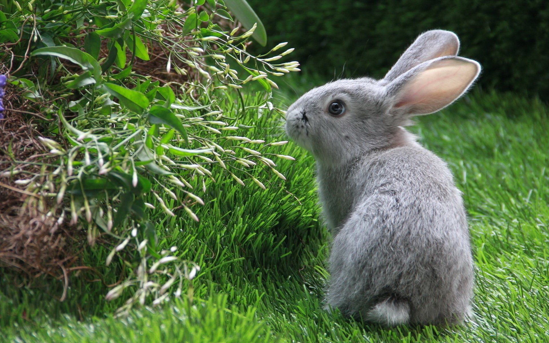 Curious Rabbit in a Lush Garden