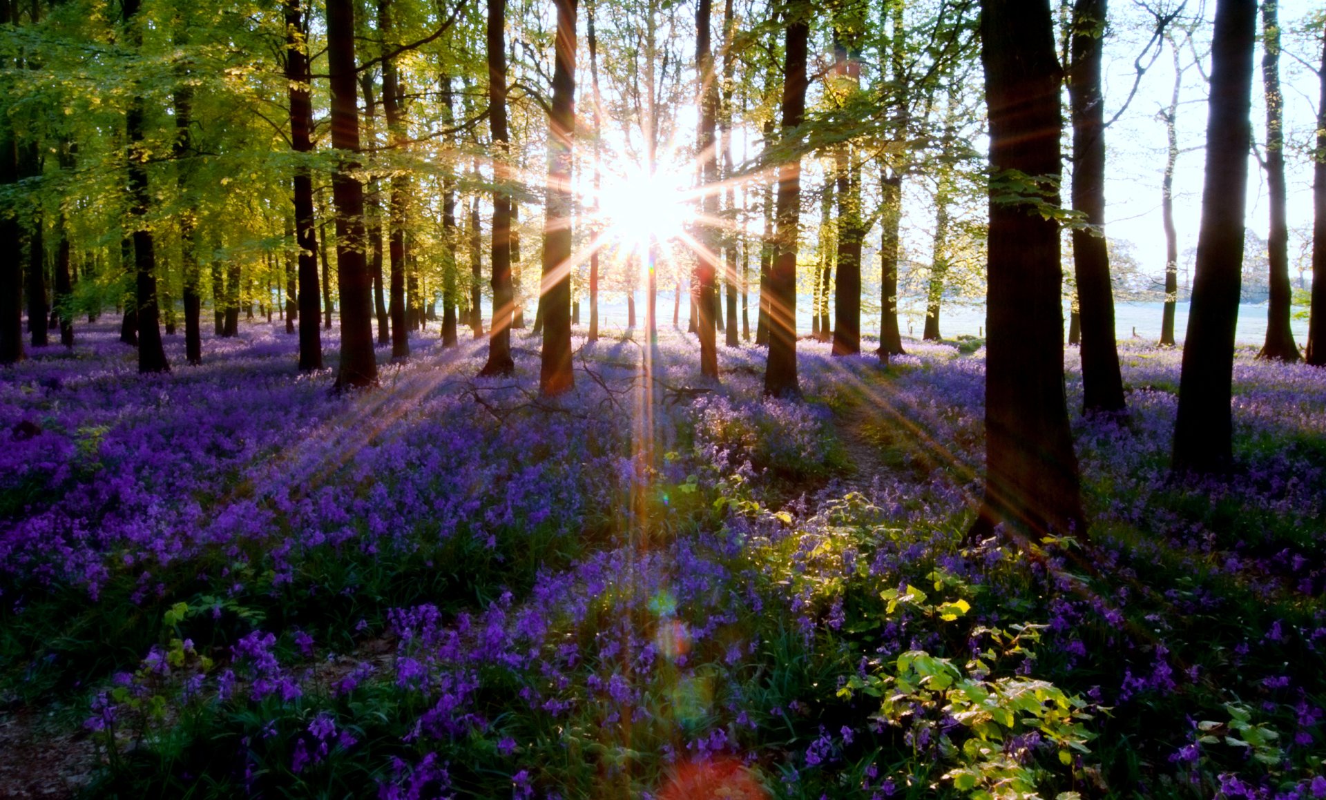 Sunlight streams through a lush forest, illuminating a vibrant carpet of purple flowers beneath the trees, creating a serene and enchanting natural scene.