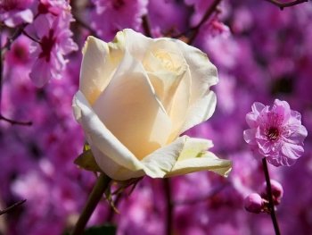 Preview Image 265534