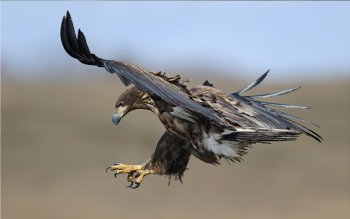 Preview Image 265580