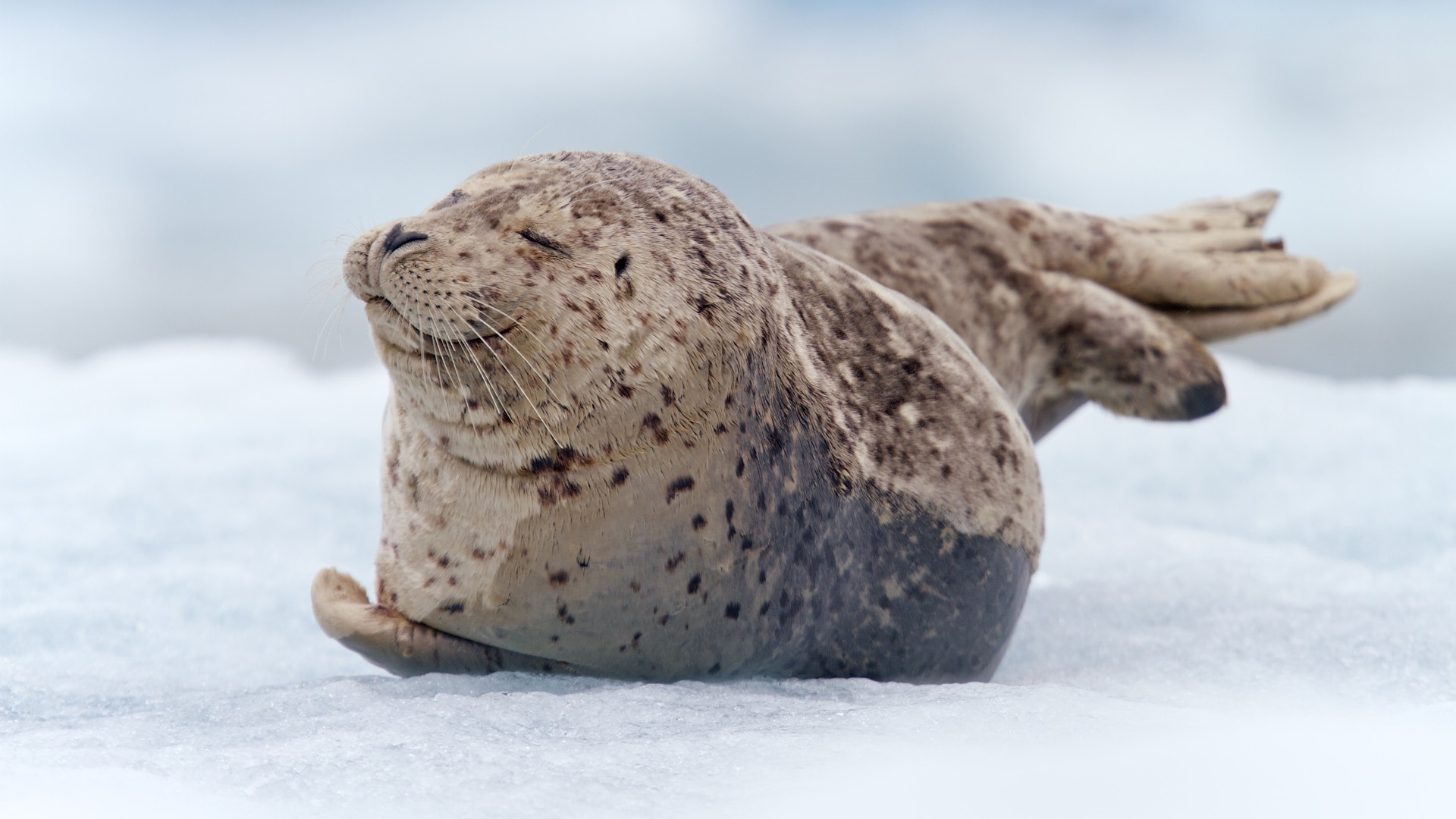 Seal Picture