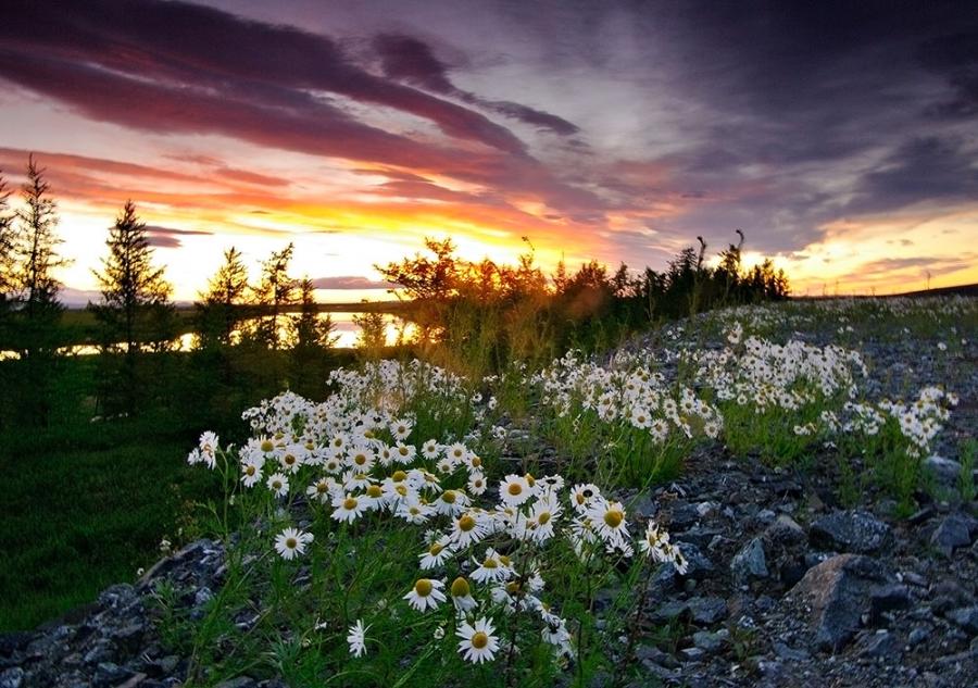 Daisies At Sunset Image Abyss