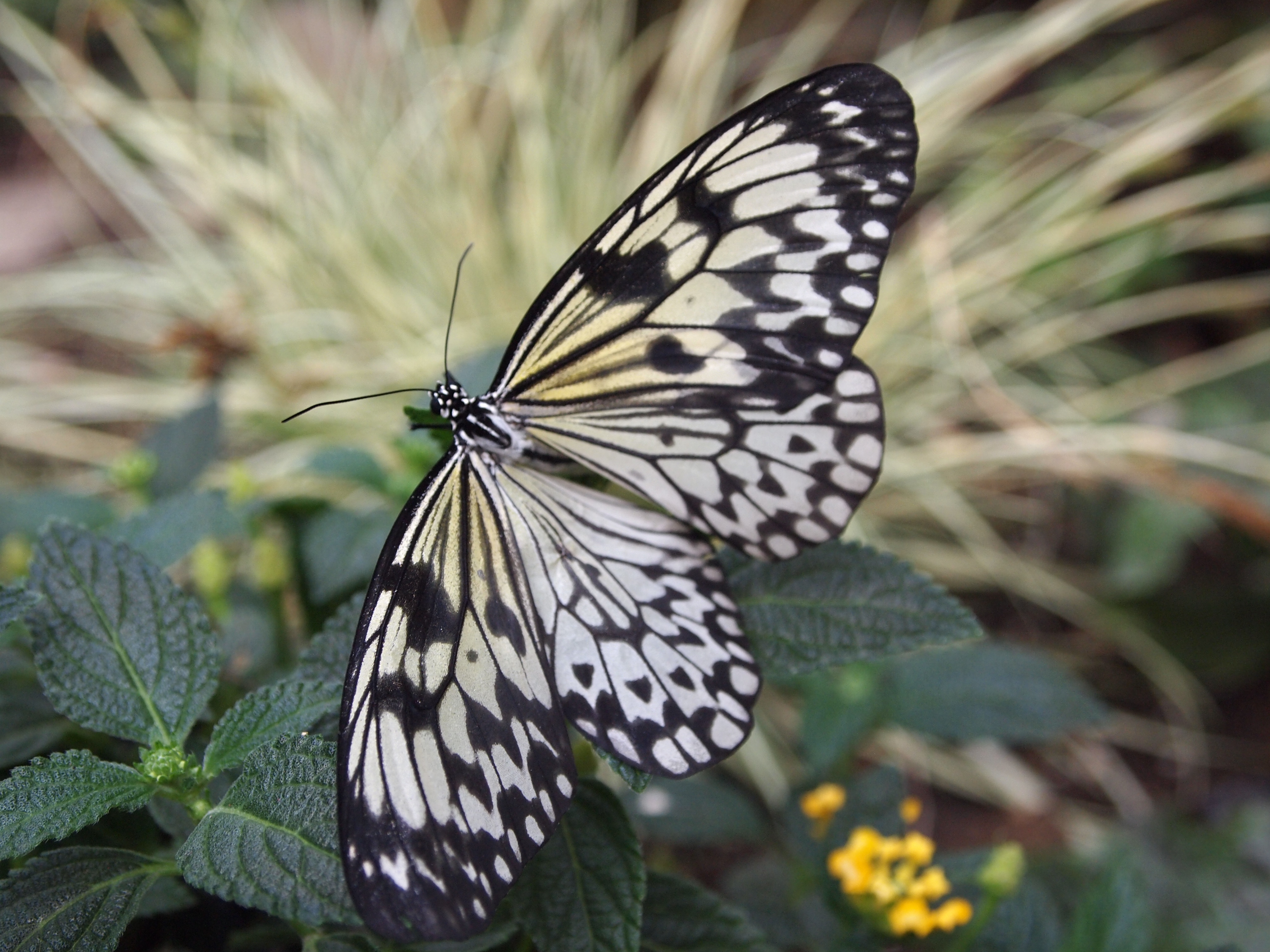 Farfalla 14 Image - ID: 266722 - Image Abyss