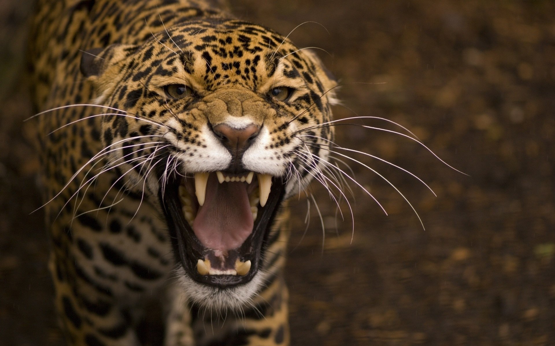 Close-up of a snarling jaguar showing its sharp teeth with a dark, blurred background.