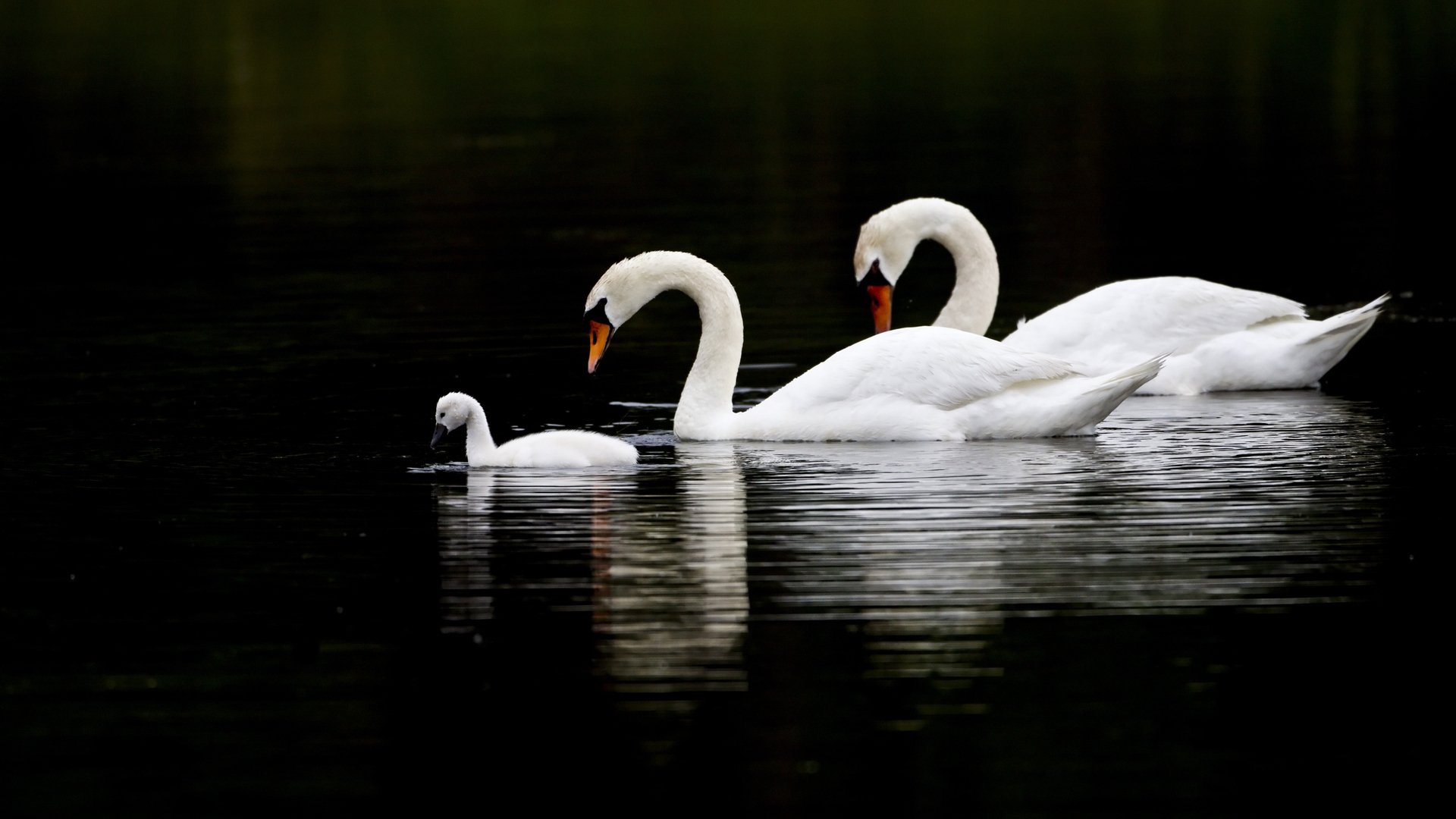 Animal: three swans glide across dark water; two adult swans follow a cygnet, reflections rippling beneath.