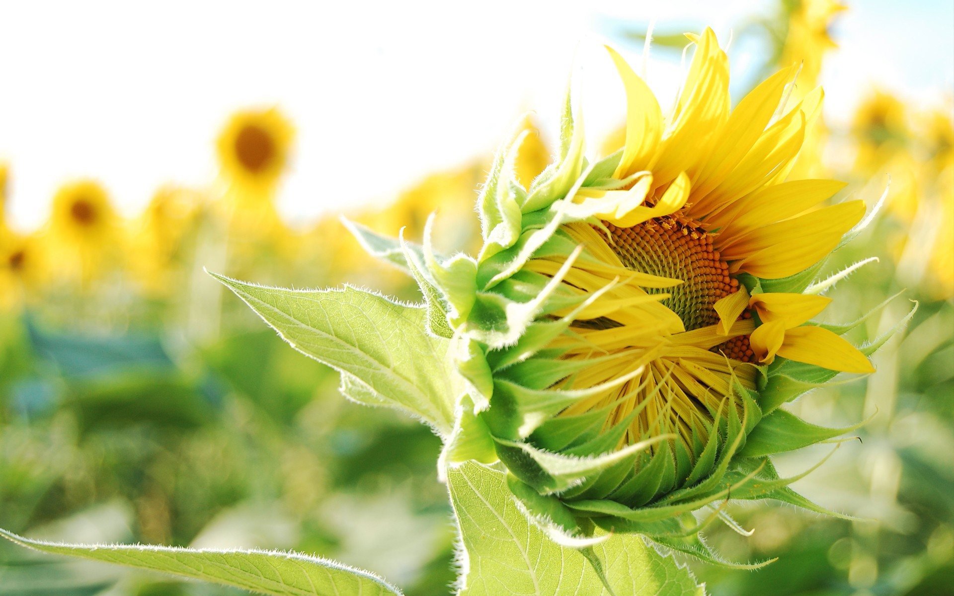 A vibrant sunflower in the foreground, surrounded by other sunflowers in a sunlit field, showcasing the beauty of nature.
