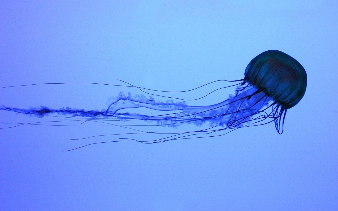 A translucent jellyfish glides through the water, its long tentacles trailing behind in a serene blue background, showcasing the elegance of marine life.