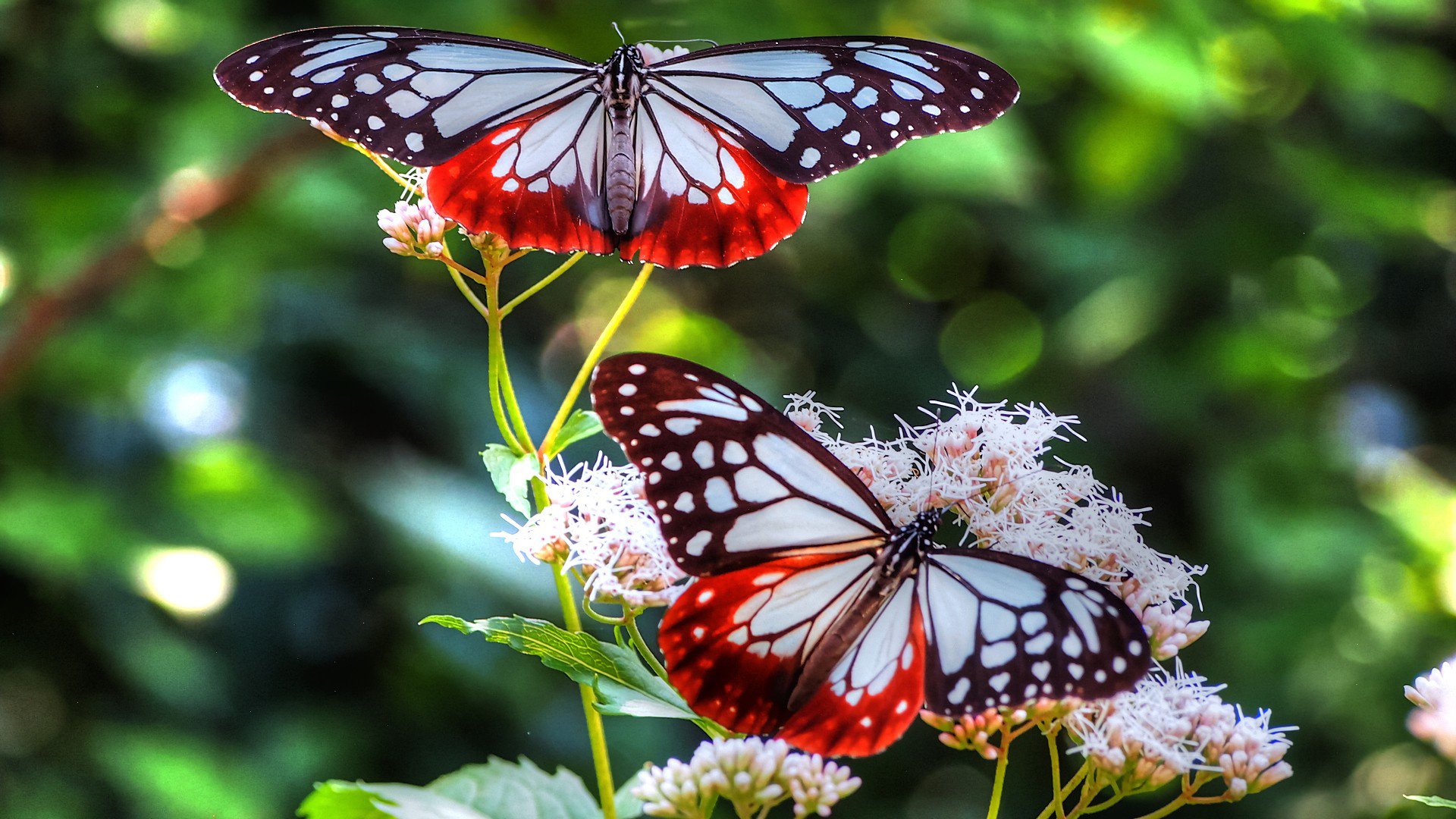 Two vibrant butterflies with striking red and black wings rest on delicate flowers, surrounded by lush green foliage. The scene captures the beauty of nature and its fascinating animal life.