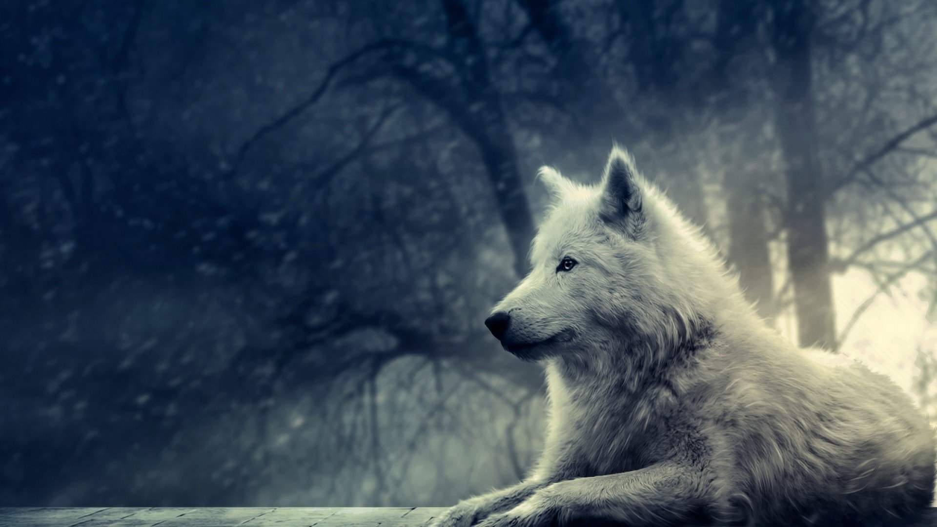 A white wolf lies calmly on a rock in a misty, dark forest setting.