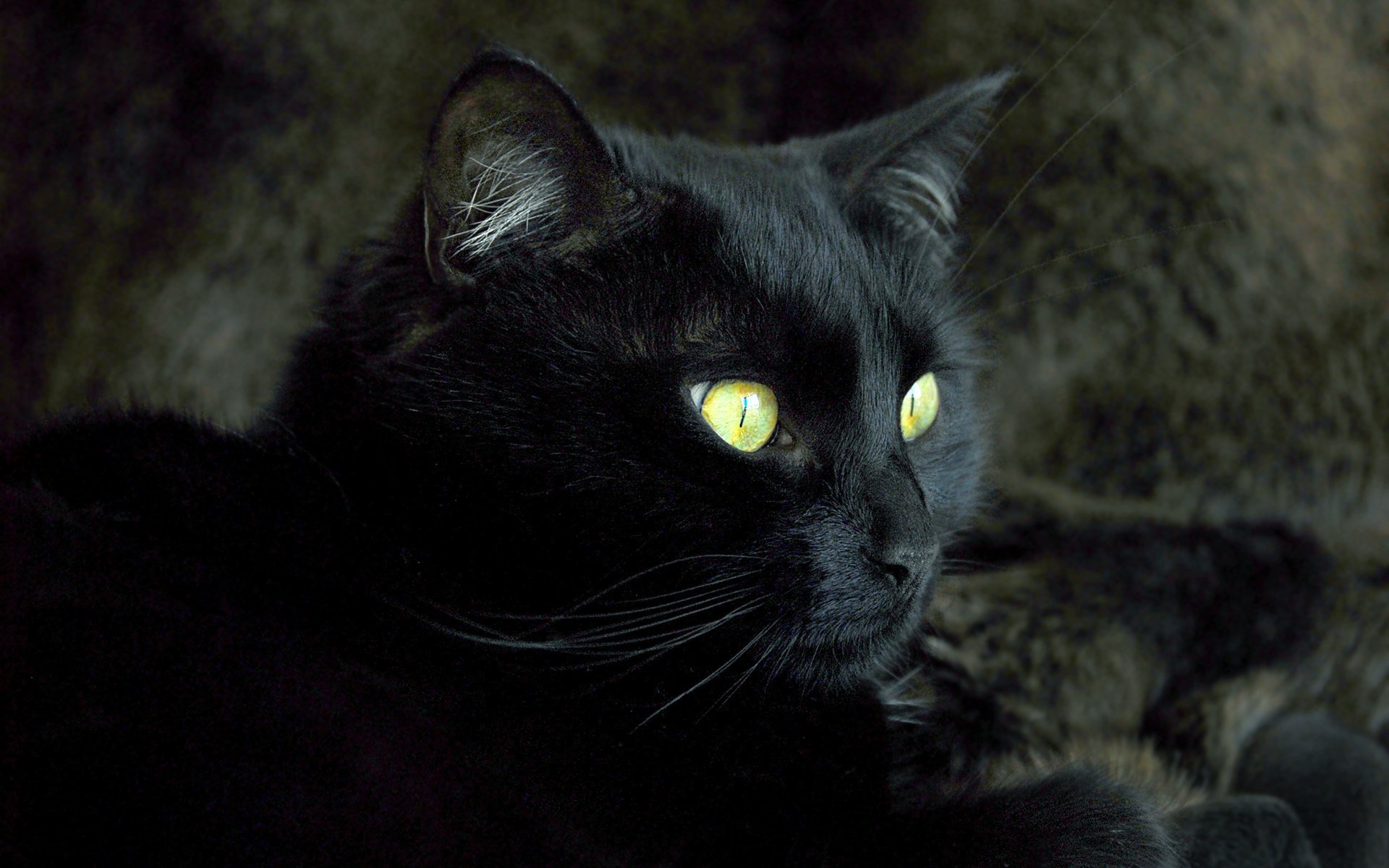 A black cat with striking yellow eyes resting on a dark, textured surface.